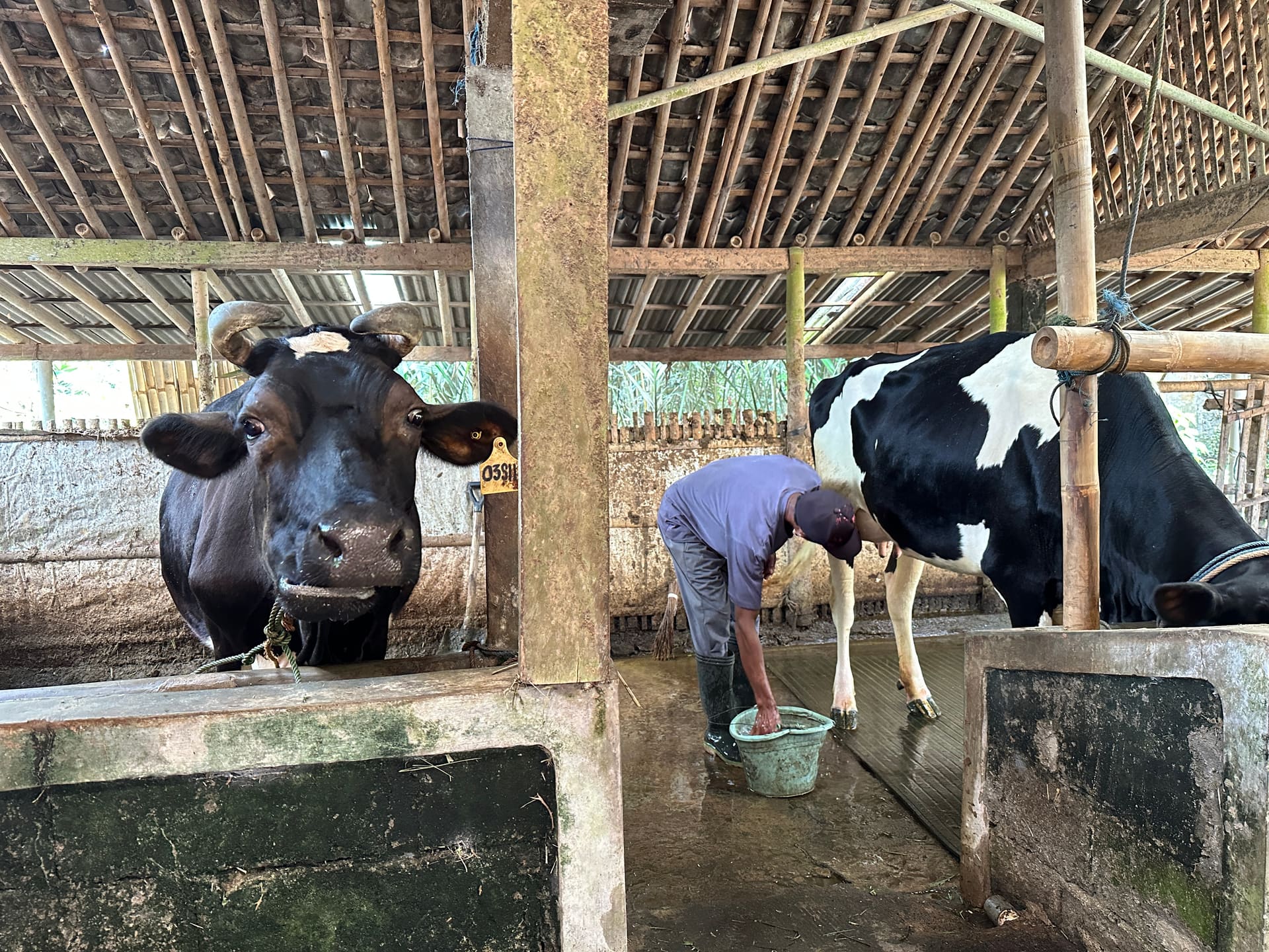Kandang sapi perah yang bersih dan terawat