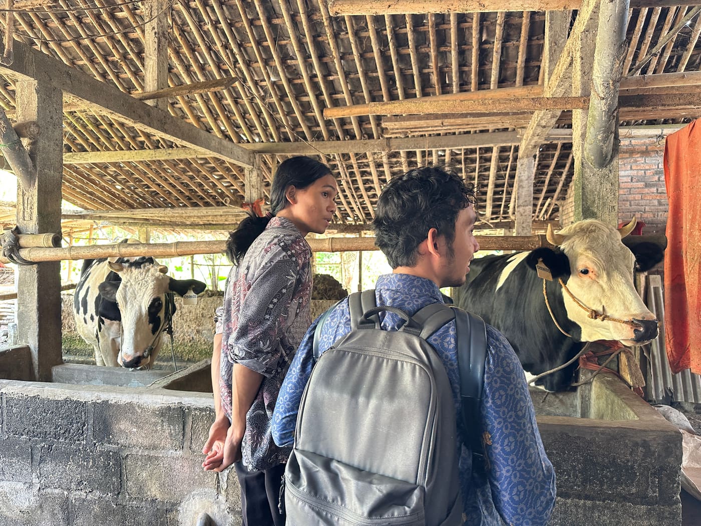 Anggota kelompok ternak berkumpul di lingkungan peternakan